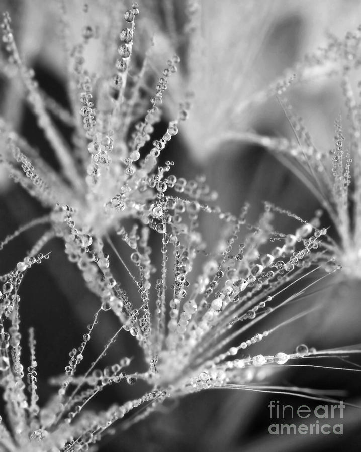 Dew Drop Abstract Photograph by Crystal Garner - Fine Art America