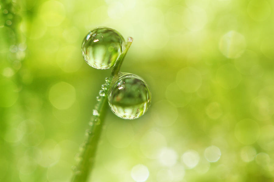 Dew Drop Green Photograph by Sharon Johnstone