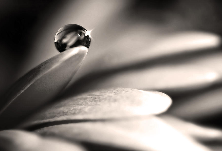 Dew Drop In Flower Petal Photograph by Sumit Mehndiratta