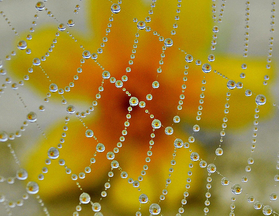 Dew Drop In Photograph by Joe Ormonde
