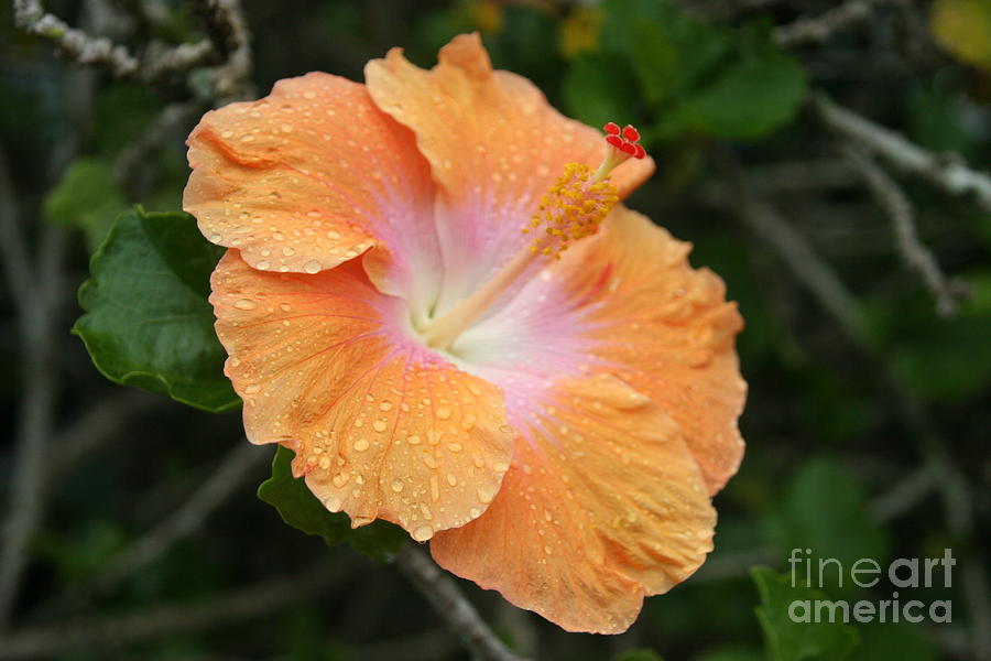 dew-drop-inn-photograph-by-bruce-borthwick-fine-art-america