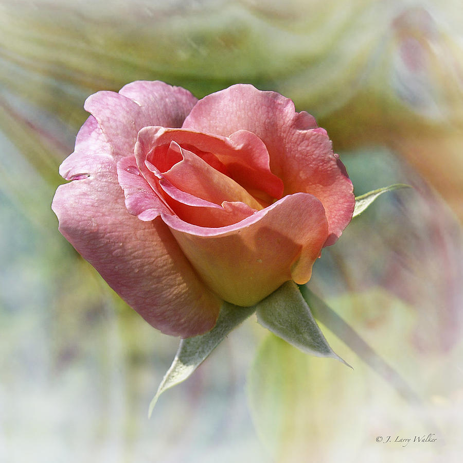 Dew Drop Pink Rose Photograph by J Larry Walker