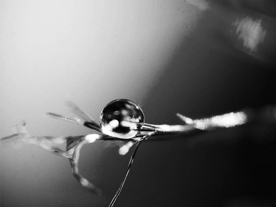 Flower Photograph - Dew Drops 1 by Sumit Mehndiratta
