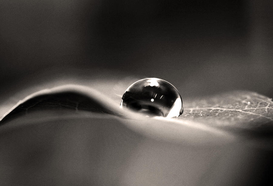 Flower Photograph - Dew Drops 2 by Sumit Mehndiratta