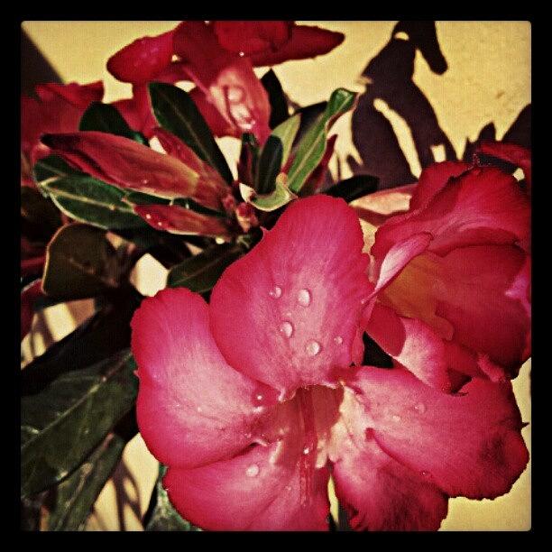 Nature Photograph - #dew #drops #desertrose #rose #flowers by Tania Torres