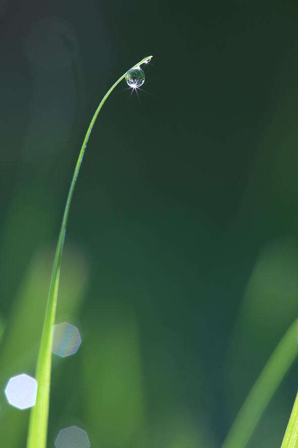Dew drops glittering on a blades of grass Photograph by Ulrich Kunst And Bettina Scheidulin