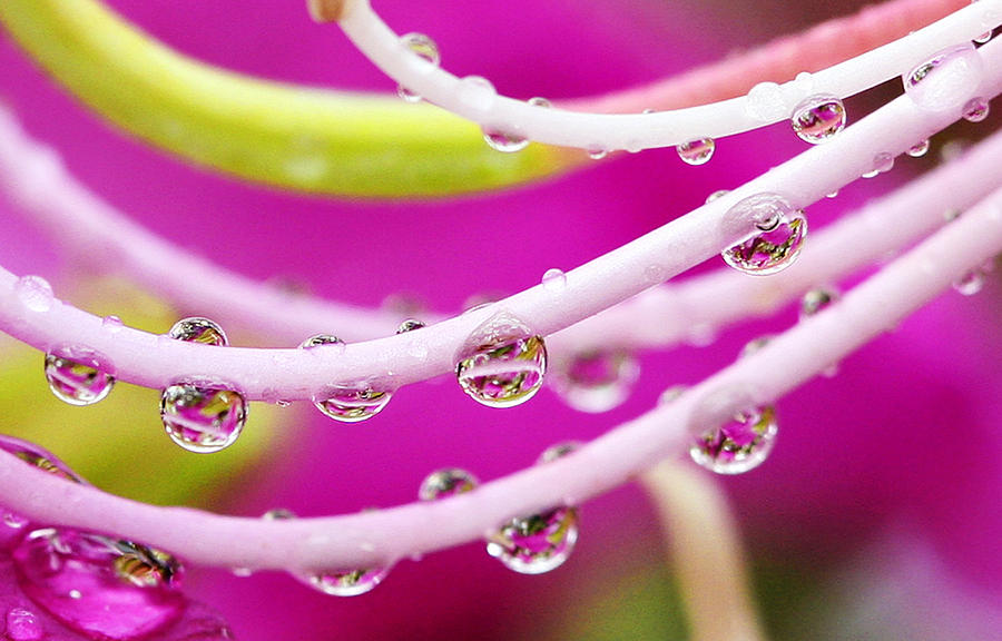 Abstract Photograph - Dew Drops in Pink by Marilyn Hunt