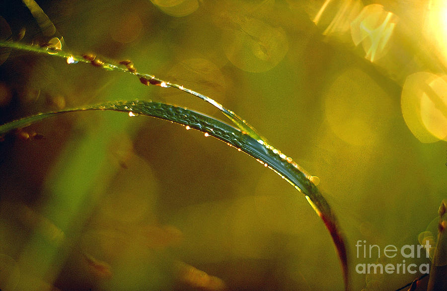 Dew Drops on Blade of Grass Photograph by Thomas Firak
