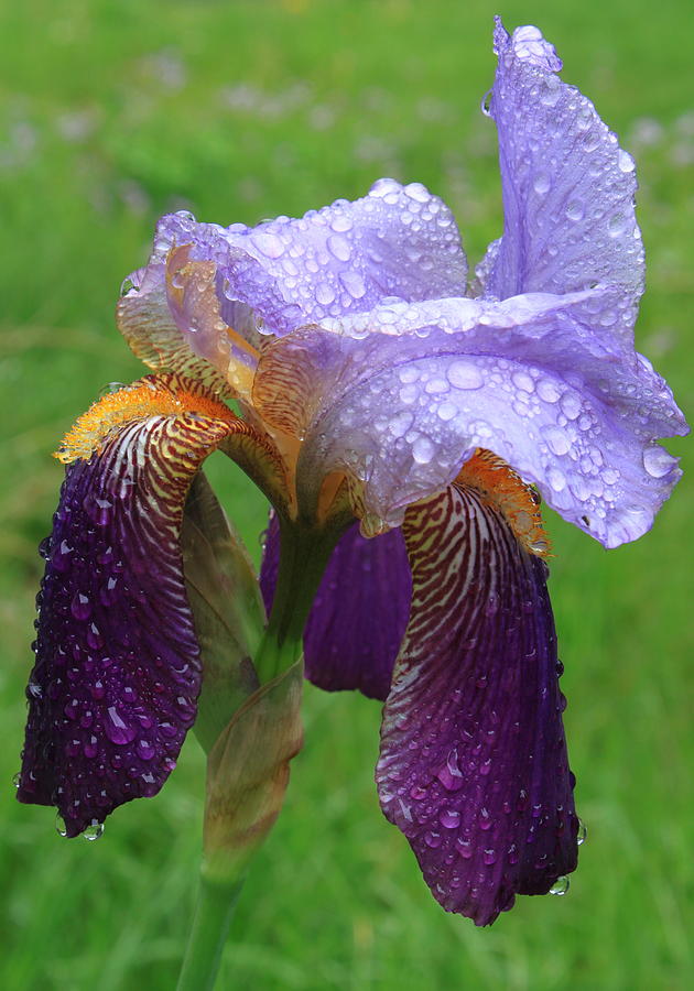 Dew Drops on Iris Photograph by John Burk