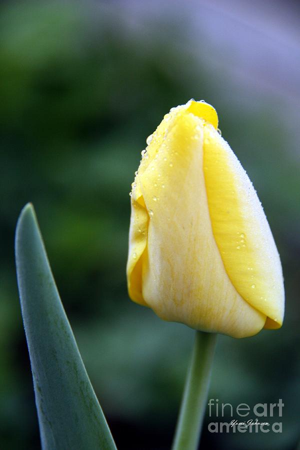 Dew drops on the Tulip Photograph by Yumi Johnson