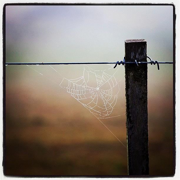 Igers Photograph - Dew On A Spiders Web. #instagood by Kevin Smith