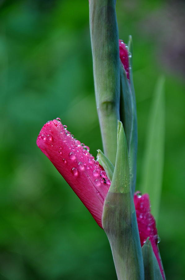 Dew on Gladioli Photograph by Tatyana Searcy