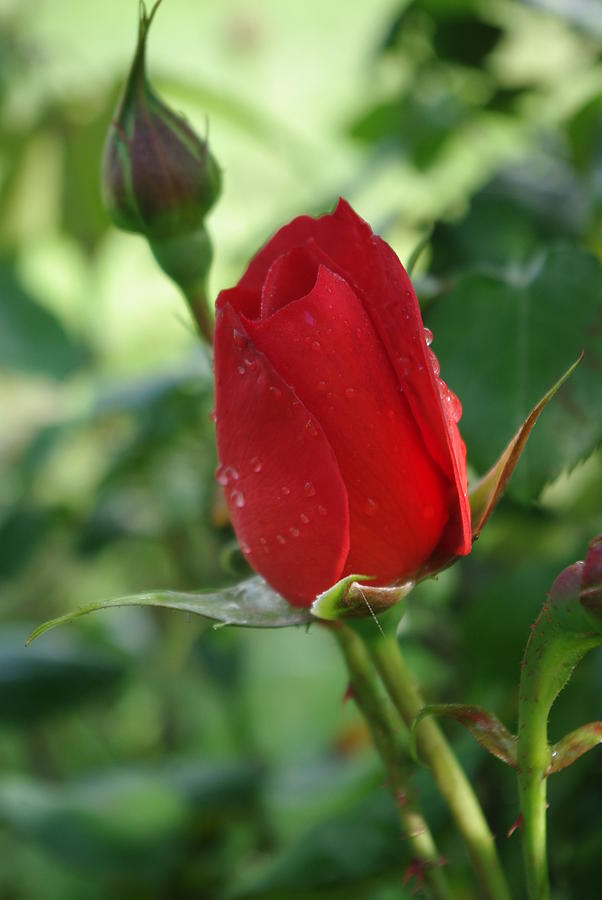 Dew on Hot Cocoa Rosebud Photograph by Robyn Stacey - Fine Art America