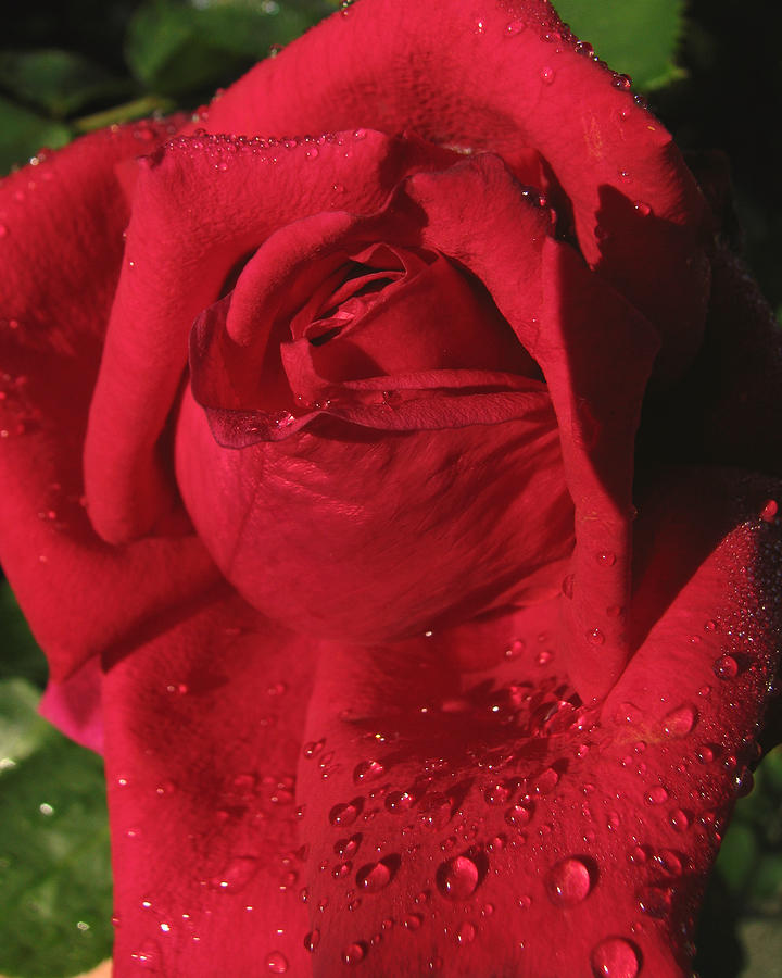 Dew on Red Rose Photograph by Peggy Urban