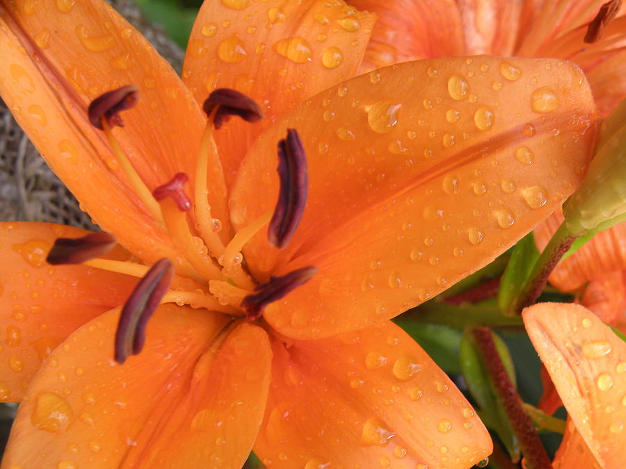 Floral Photograph - Dew On The Lilies by Karen Jordan Floral Photograph - Dew On The Lilies by Karen Jordan