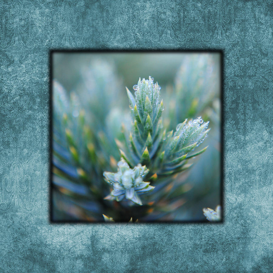 Dew on the Pine II Photo Square Photograph by Jai Johnson