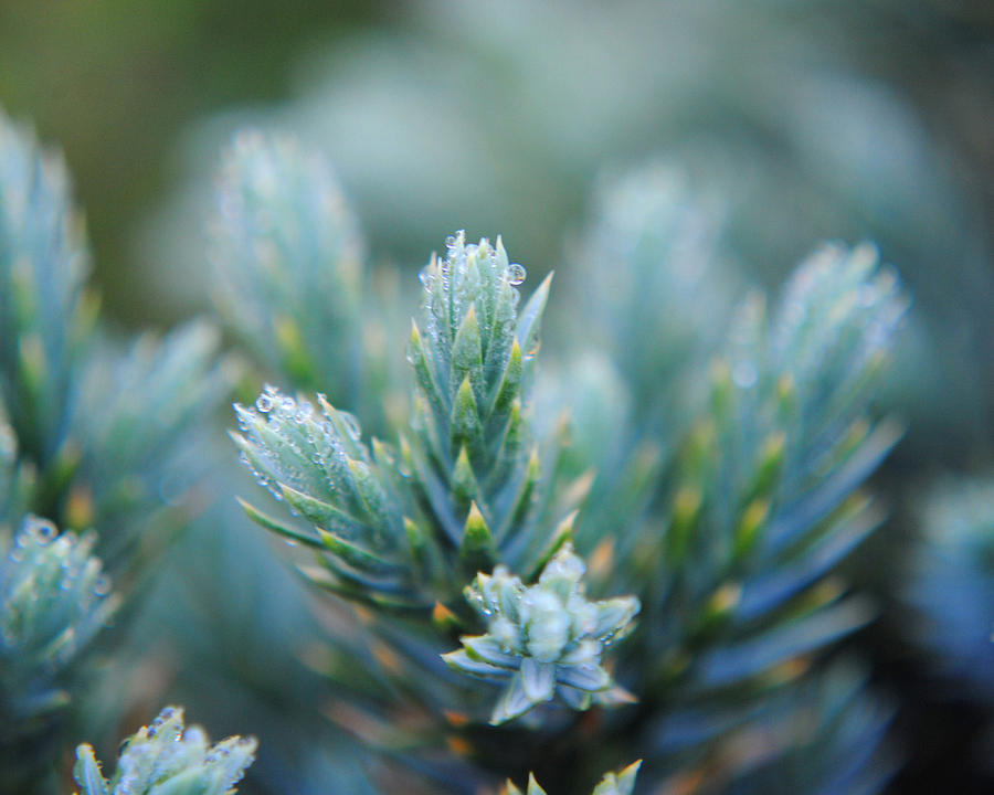 Dew on the Pine Photograph by Jai Johnson