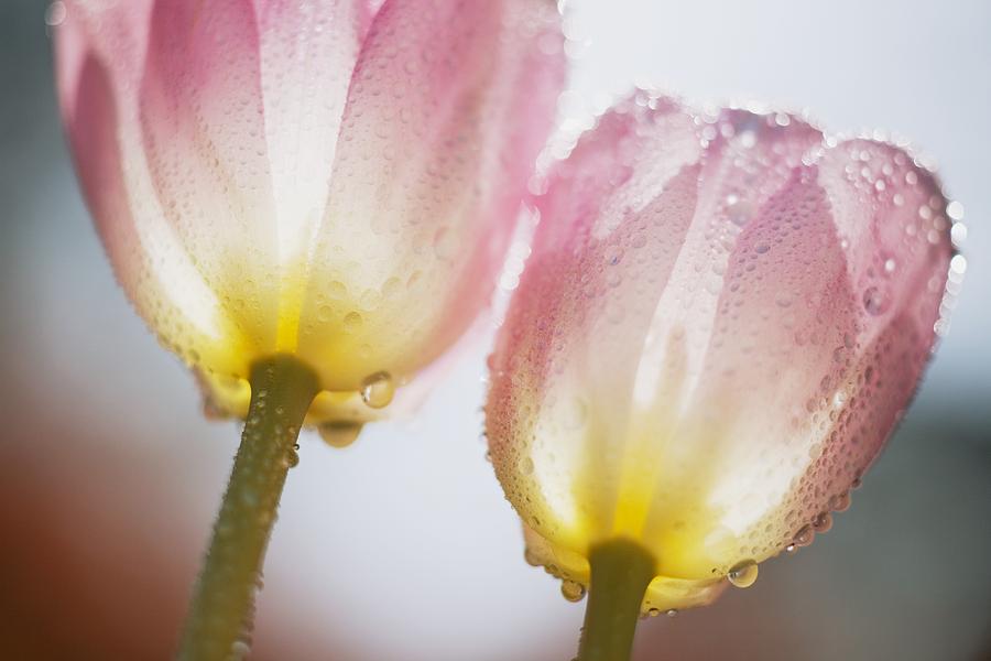 Flower Photograph - Dew On Tulips by Craig Tuttle