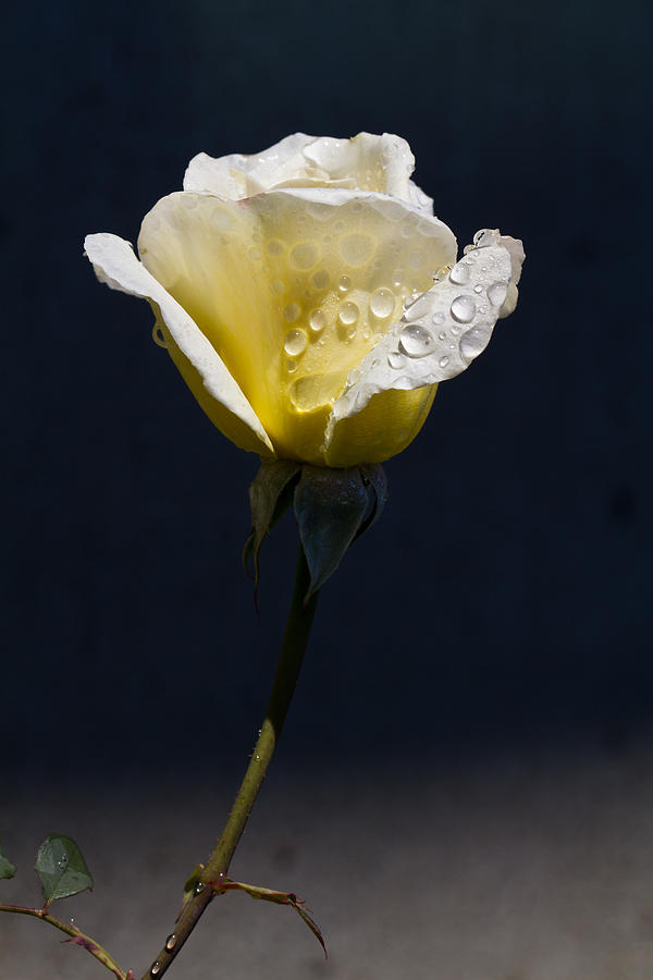 Dew On Yellow Rose Photograph by Dina Calvarese