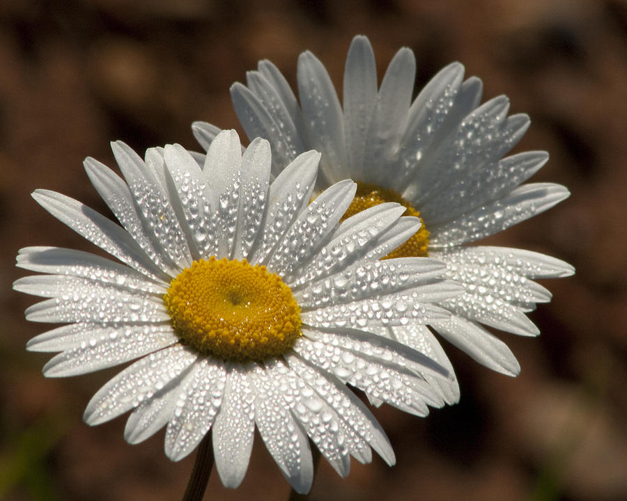 Dew Tell Oxeye Daisy Wildflowers Photograph by Kathy Clark