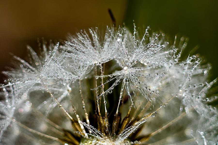 Dew the Weed Photograph by Beth Phifer - Fine Art America