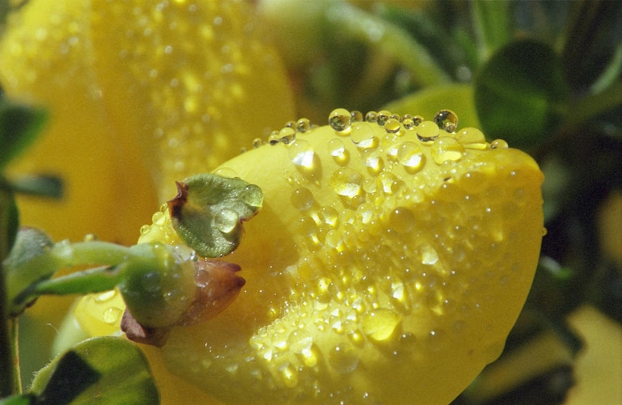 Nature Photograph - Dewdrop and yellow broom petal by Patrick Kessler