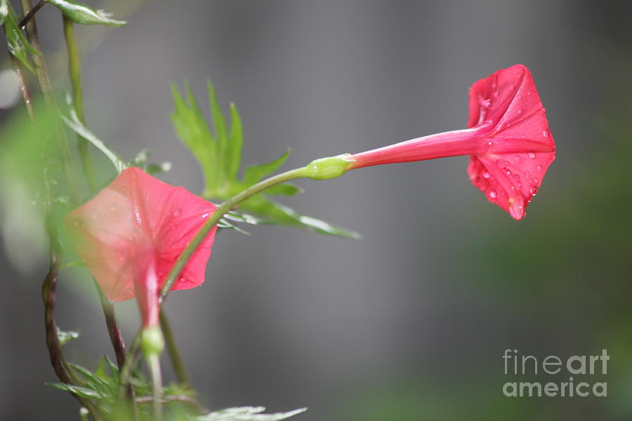 Flower Photograph - Dewdrop Flower by Sheri Simmons