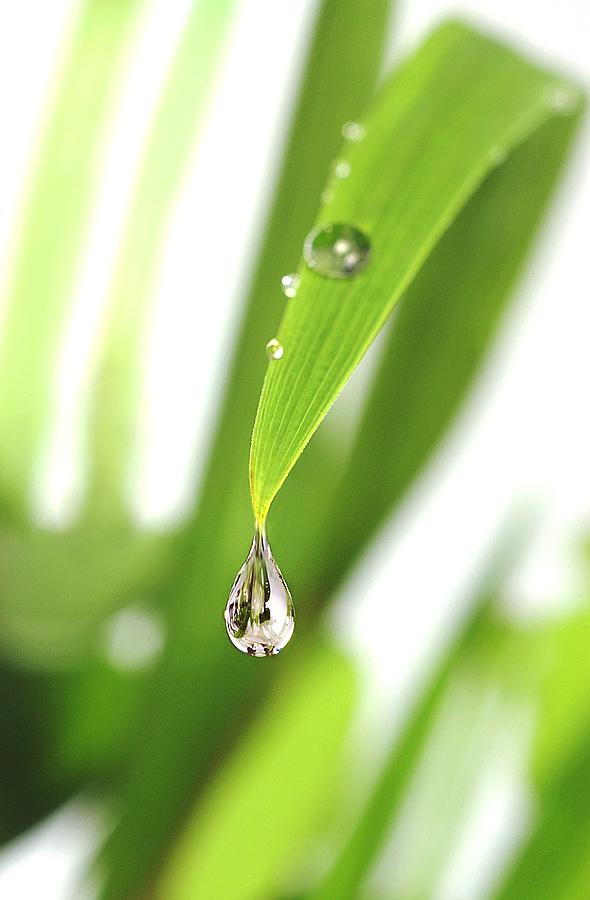 Nature Photograph - Dewdrop On A Leaf by Crown Copyrighthealth & Safety Laboratory