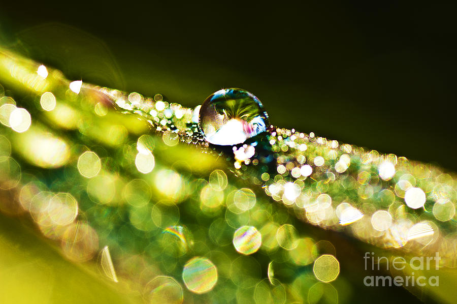 Dewdrop on Lemongrass Photograph by Thomas R Fletcher