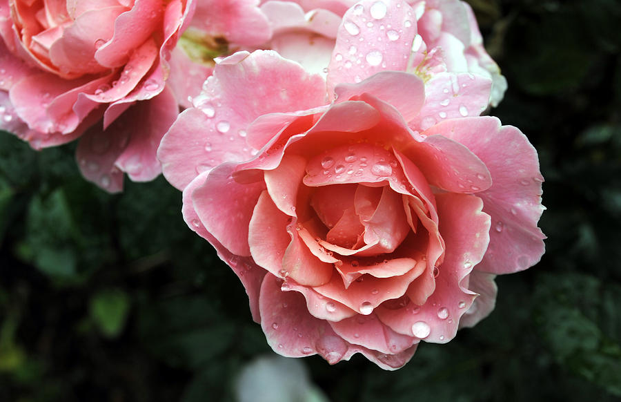 Rose Photograph - Dewdrop Roses by Alexandra Cummings