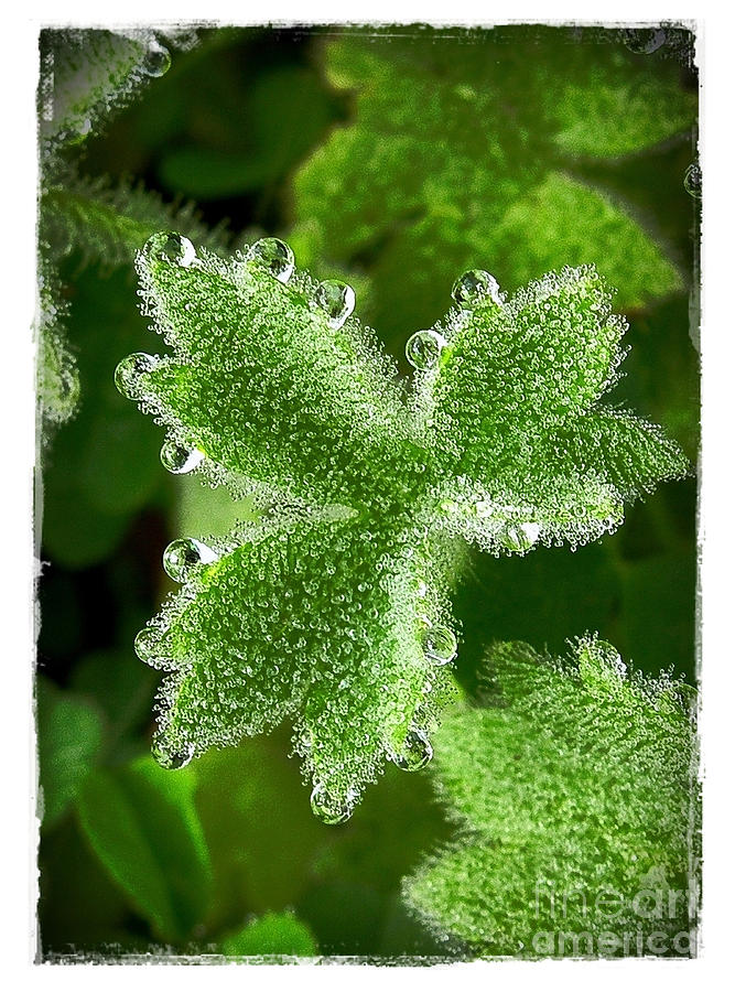 Dewdrops on Leaf Photograph by Judi Bagwell