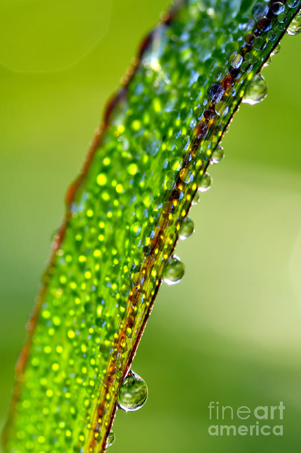 Summer Photograph - Dewdrops on Lemongrass by Thomas R Fletcher