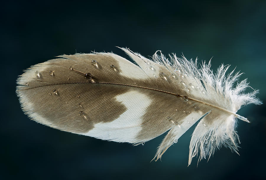 Dewey Feather Photograph by Jean Noren