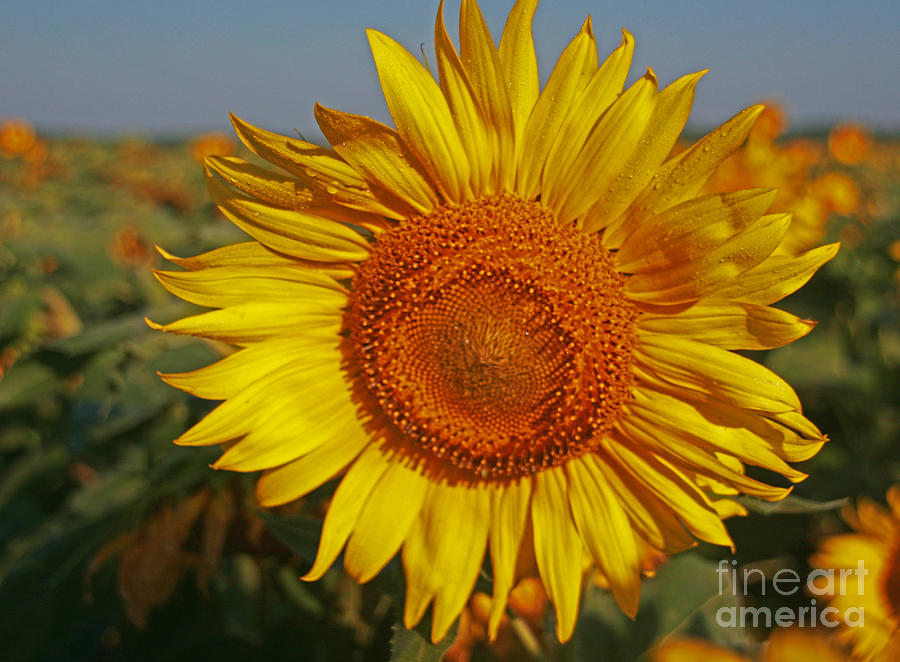 Dewey Sunflower Photograph by Joan McArthur