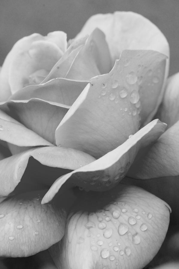 Dewy Black and White Rose Photograph by Amy Fose