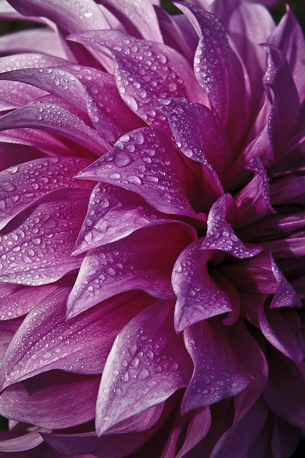 Dewy Dahlia Photograph by Wes and Dotty Weber