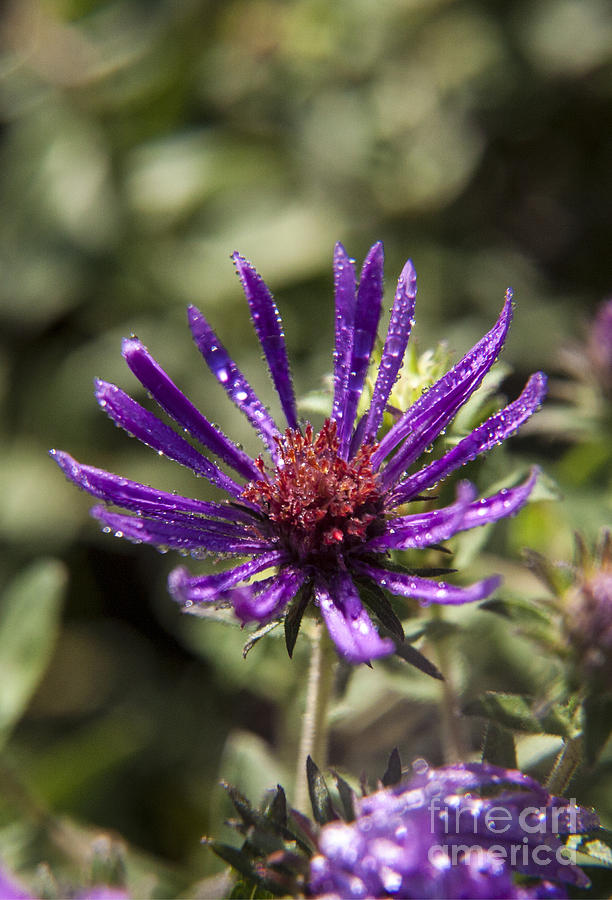 Flowers Still Life Photograph - Dewy Purple Fleabane by Darleen Stry