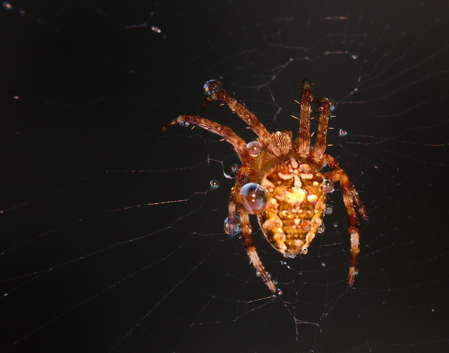 Dewy spider Photograph by Jean Noren