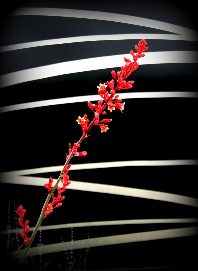 Flower Photograph - Diagonals by David Dunham