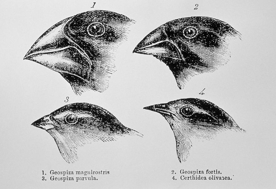 Black And White Photograph - Diagram Of Beaks Of Galapagos Finches By Darwin by Dr Jeremy Burgess