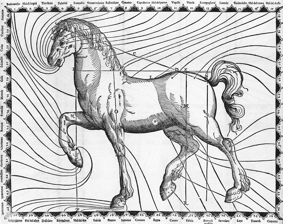 Horse Photograph - Diagram Of The Well-proportioned Horse by Middle Temple Library