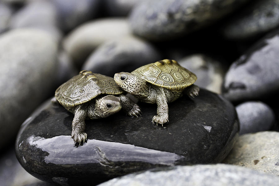 Diamondback Terrapins Photograph by Chandi Kesler