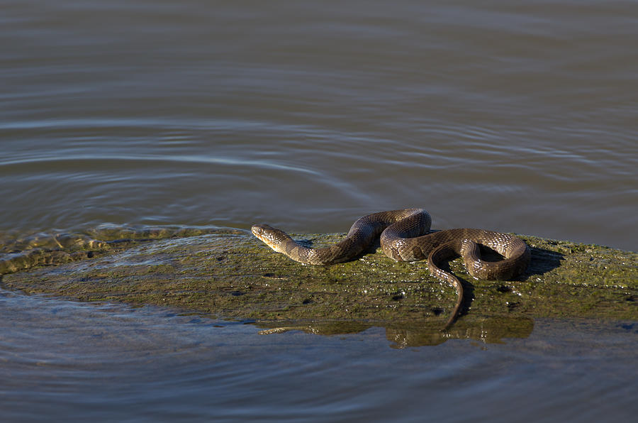 Blotched Water Snake - 4011 Photograph by Jerry Owens - Fine Art America