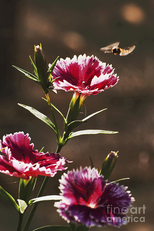 Flowers Still Life Photograph - Dianthus by Wedigo Ferchland
