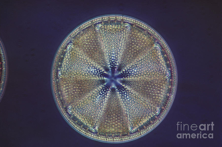 Nature Photograph - Diatom - Actinoptychus Heliopelta by Eric V. Grave