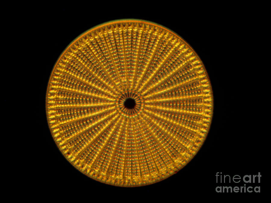 Diatom Alga, Arachnoidiscus Photograph by Eric Grave