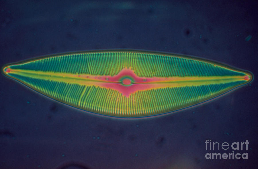 Diatom Alga Photograph by Eric Grave