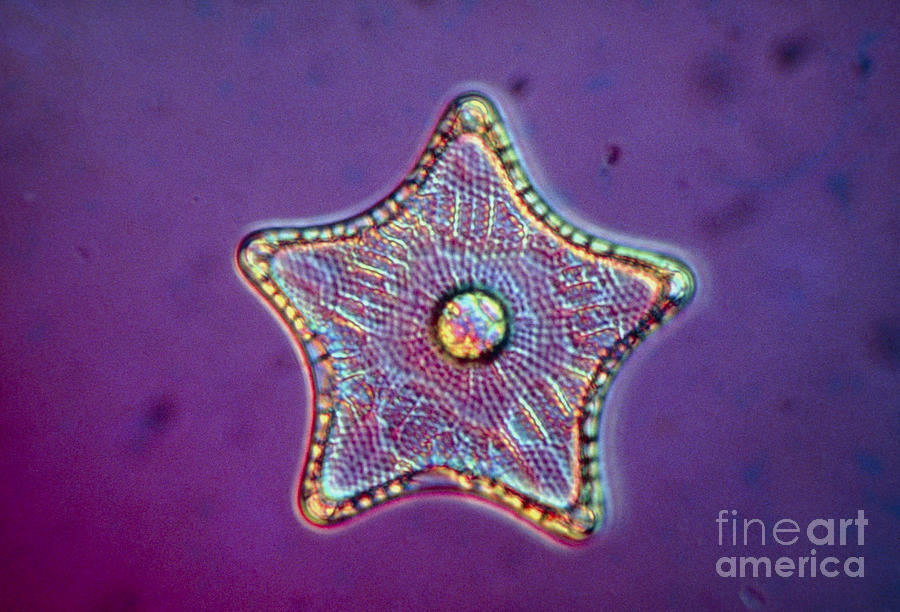 Diatom Alga, Triceratium Antediluvium Photograph by Eric Grave