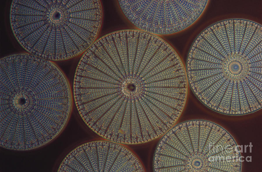 Diatom - Arachnoidiscus Photograph by M. I. Walker