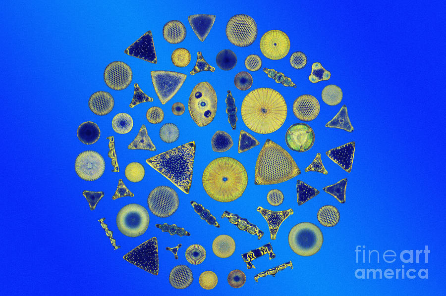 Nature Photograph - Diatom Arrangement by M I Walker